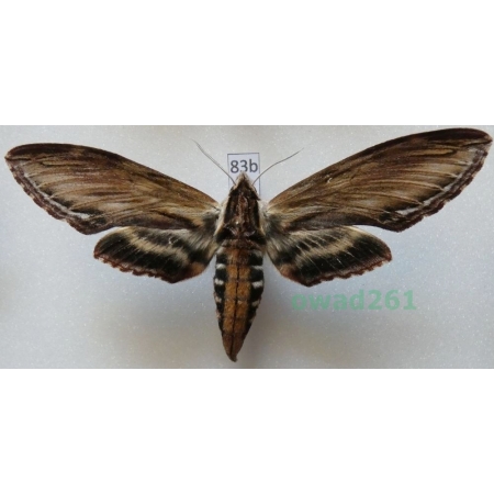 Sphinx kalmiae J.E. Smith, 1797 ex. ovo Canada 89mm83b